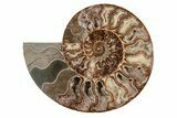 Agatized, Cut & Polished Ammonite Fossil - Madagasar #191586-4